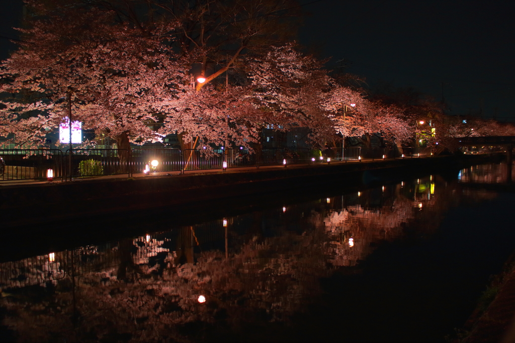 夜桜