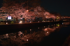 夜桜