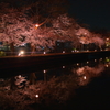 夜桜