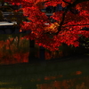 永観堂の紅葉