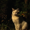哲学猫