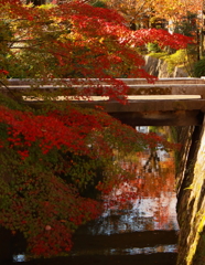 秋の哲学の道