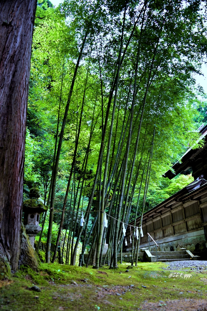 美保神社・竹林