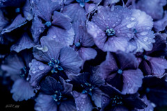 雨アガリノ紫陽花