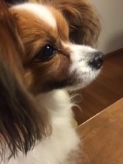 愛犬