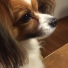 愛犬