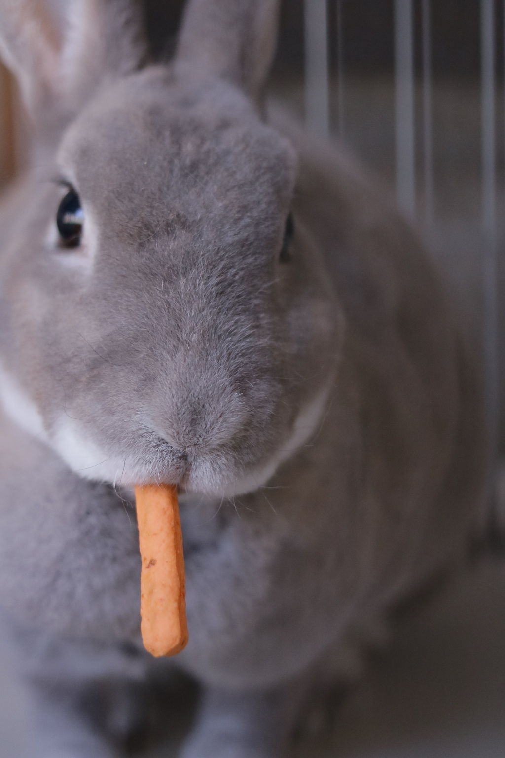 ぽりぽり