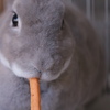 ぽりぽり