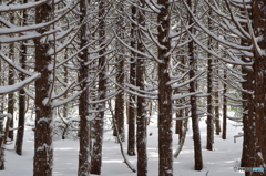 枝雪