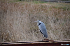 凝視中の鳥