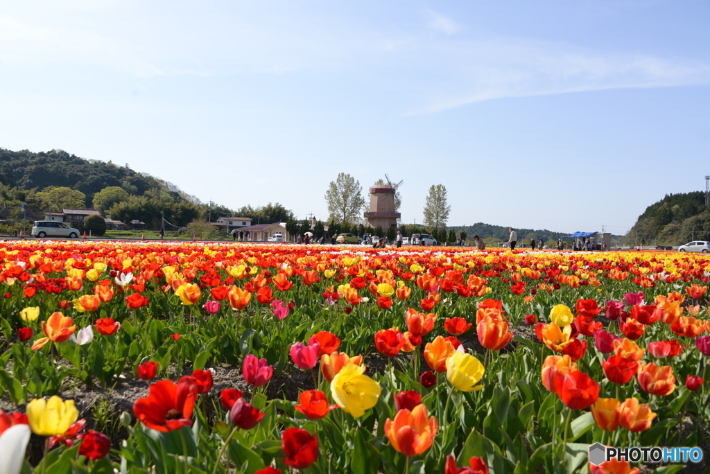 お花畑