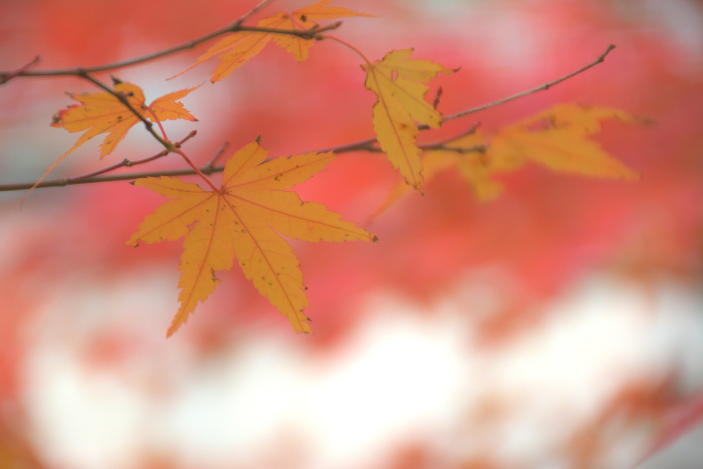 紅葉～残っていた秋～