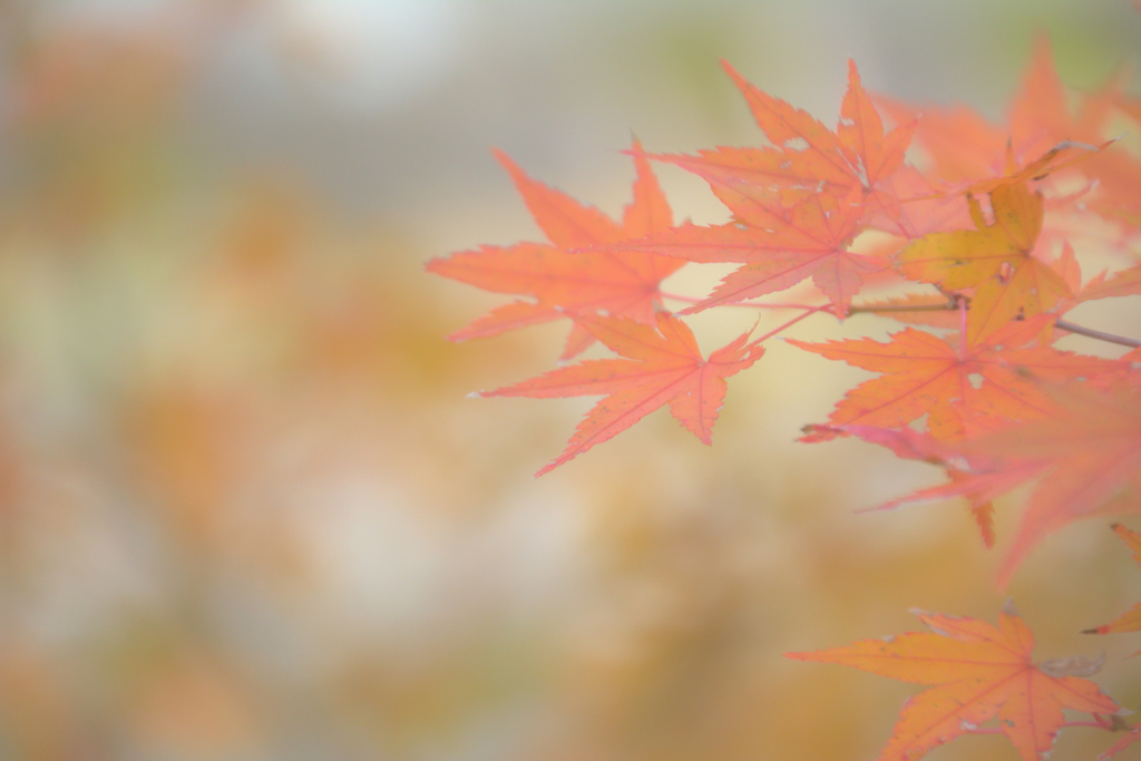 紅葉～残っていた秋～