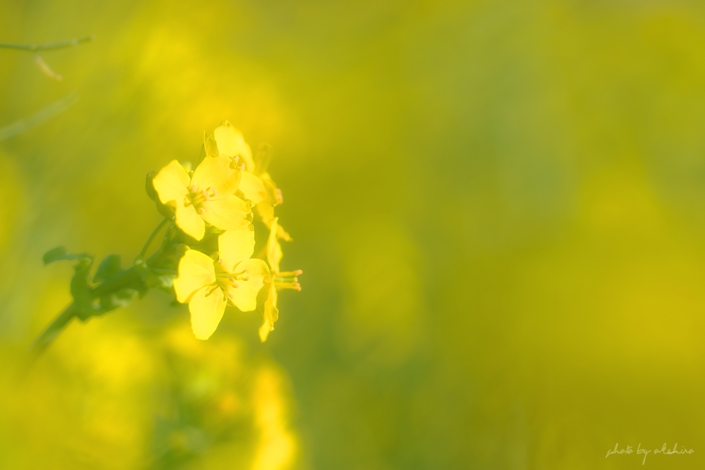 菜の花