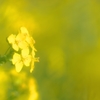 菜の花