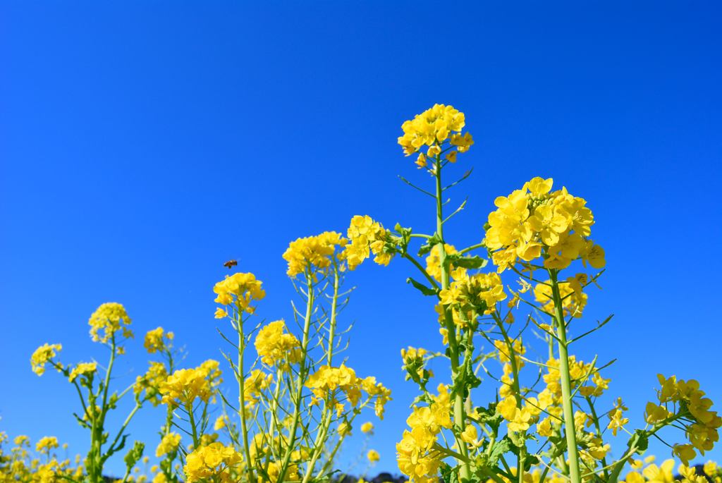 菜の花