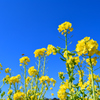 菜の花
