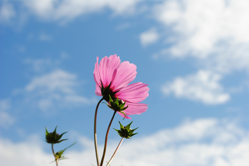秋桜