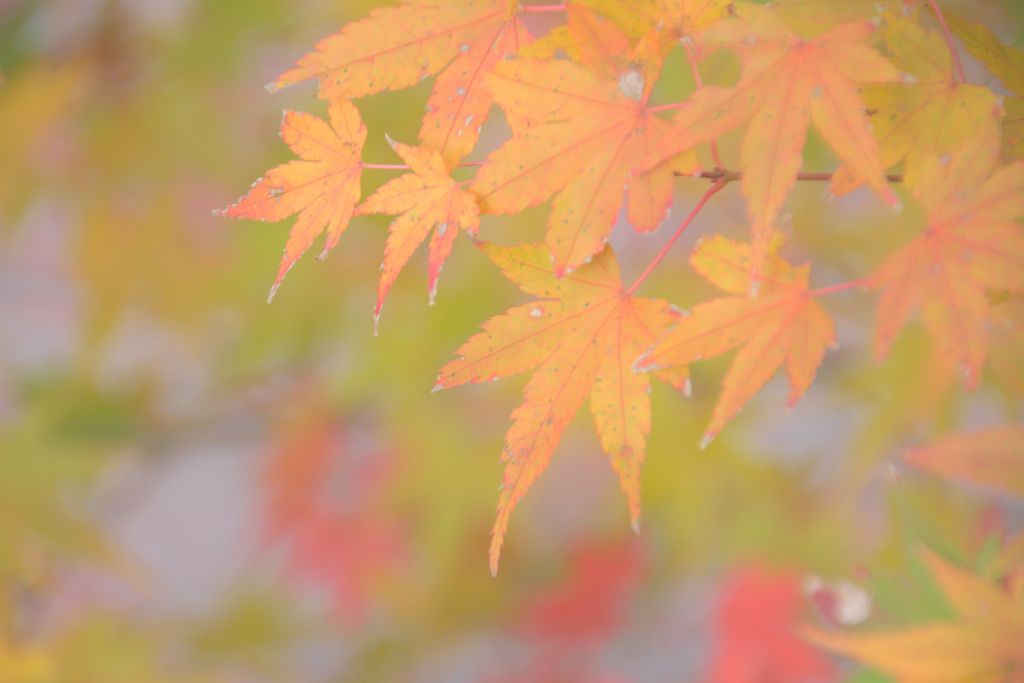 紅葉～残っていた秋～