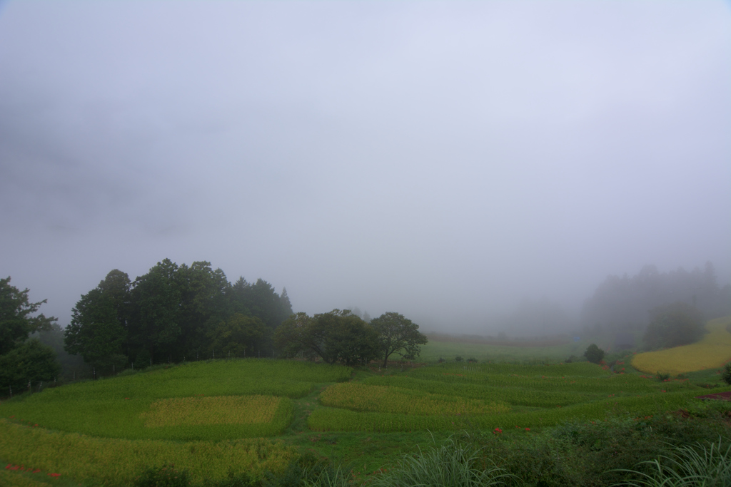 霧の高原