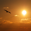 夕陽へ翔ぶ