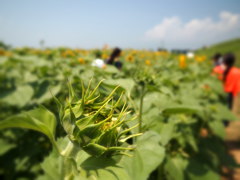 つぼみ