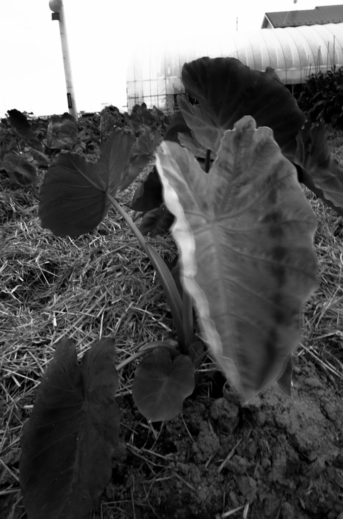 MoriNoMiyako monochrome (144)