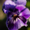 パンジー
