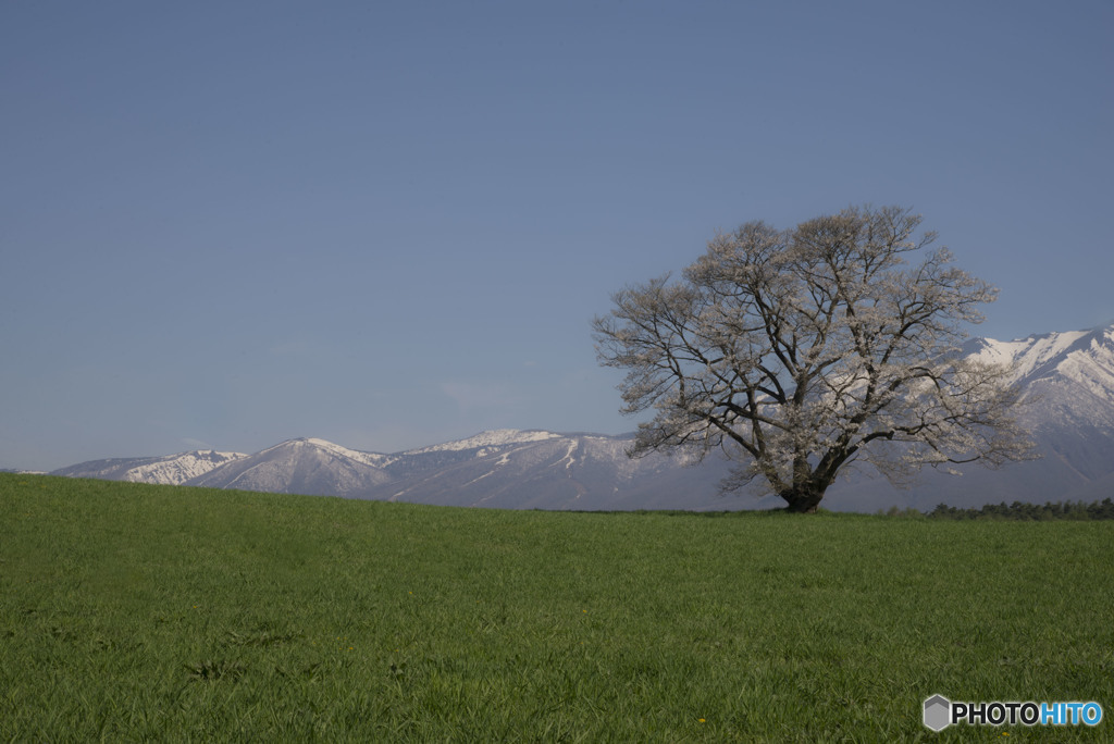 小岩井農場の一本桜