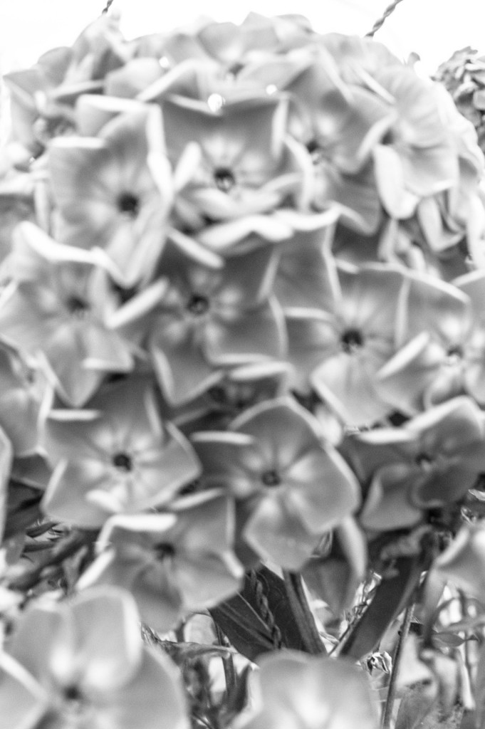 MoriNoMiyako monochrome (141)