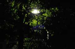 暗闇のグリーン