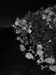MoriNoMiyako monochrome (104)