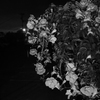 MoriNoMiyako monochrome (104)