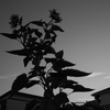 MoriNoMiyako monochrome (208)
