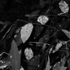 MoriNoMiyako monochrome (88)