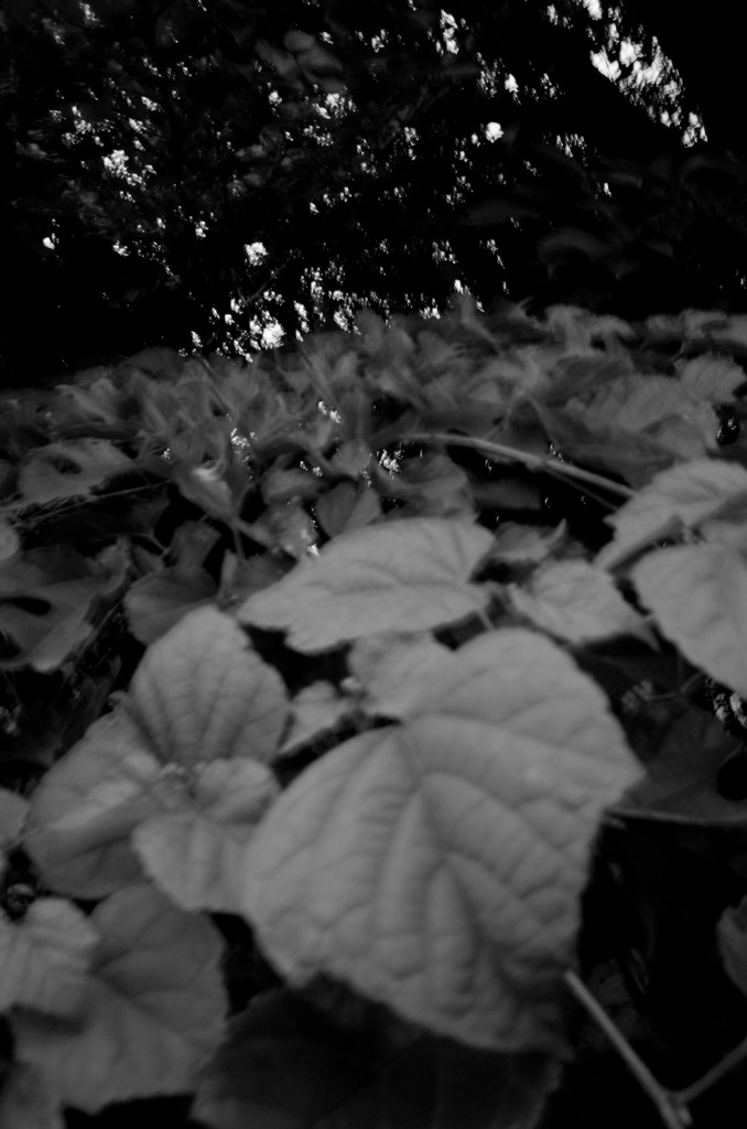 MoriNoMiyako monochrome (145)