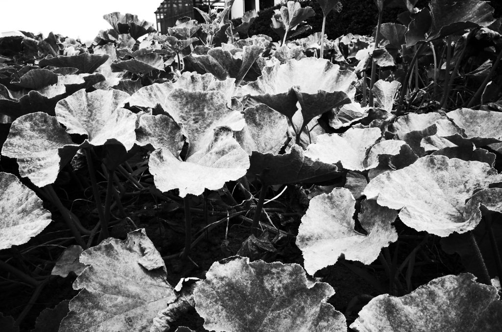 MoriNoMiyako monochrome (164)