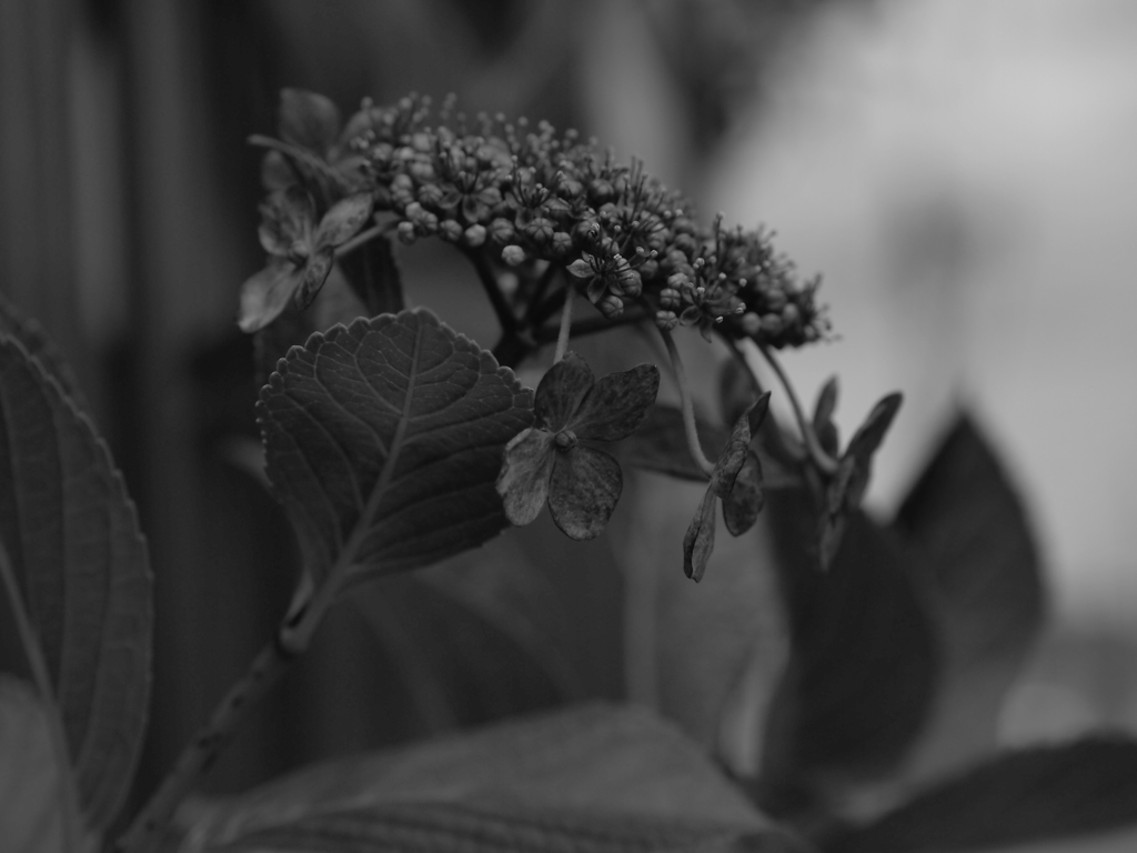 MoriNoMiyako monochrome (76)