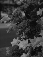 MoriNoMiyako monochrome (19)