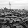 MoriNoMiyako monochrome (102)