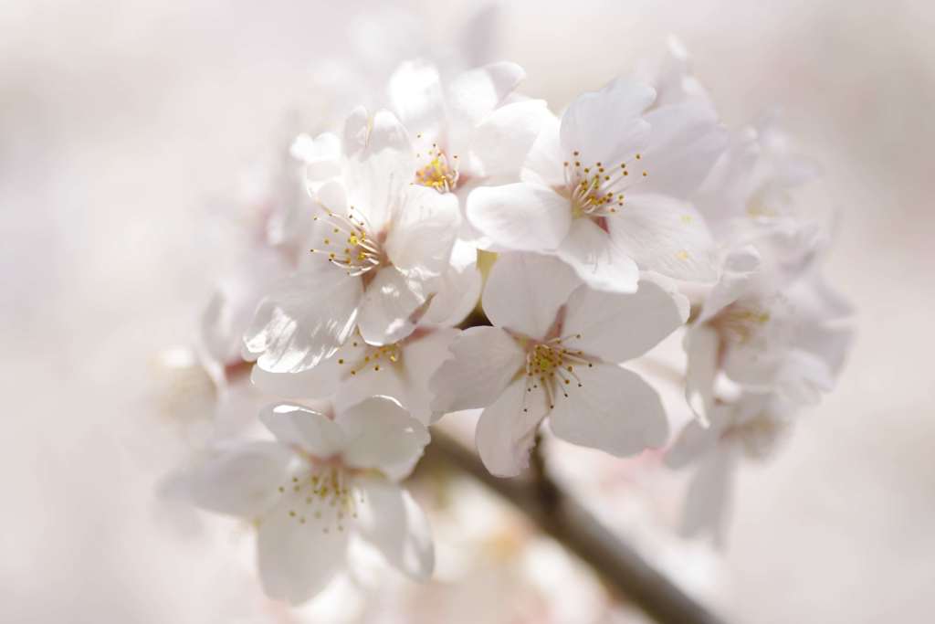 仙台の桜も散り始めました。