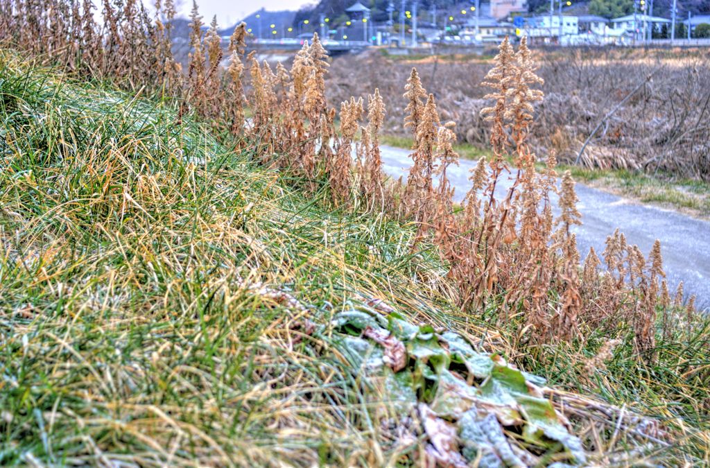 冬の河川敷
