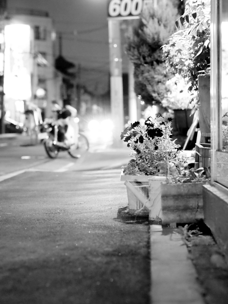 MoriNoMiyako monochrome (96)