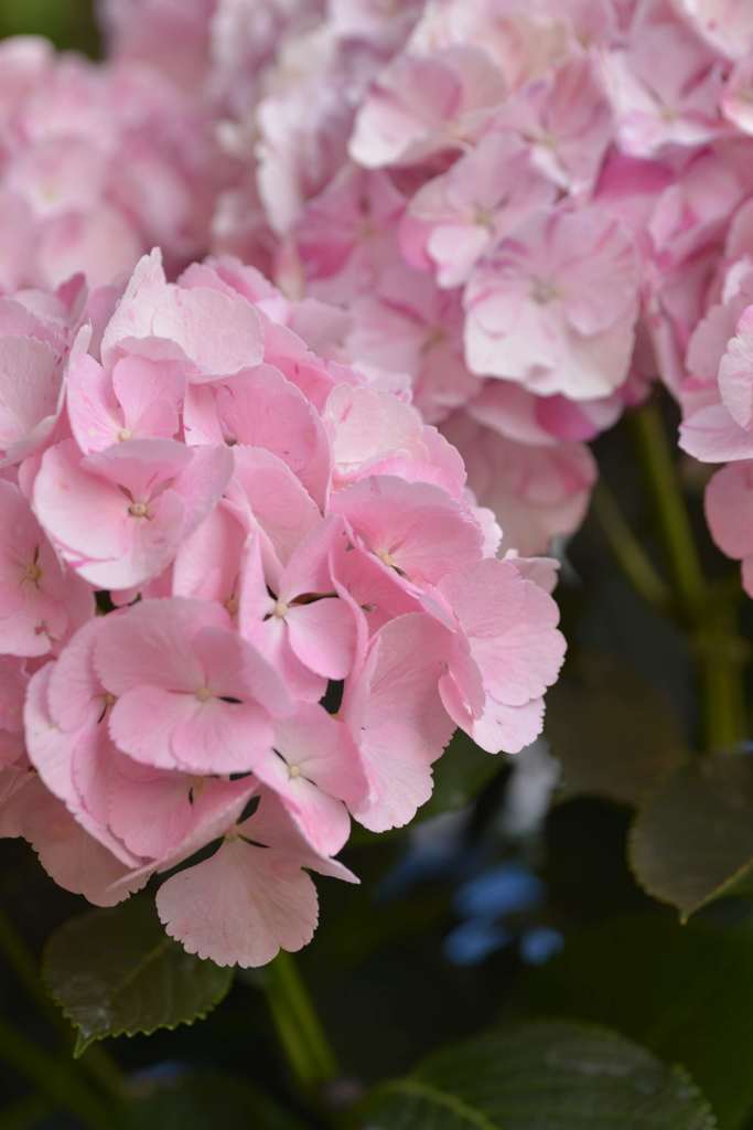 紫陽花