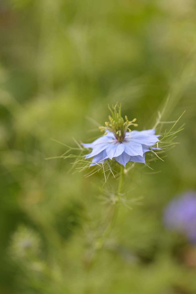 これはなんて花だろう？