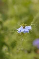 これはなんて花だろう？