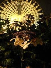 観覧車と紫陽花