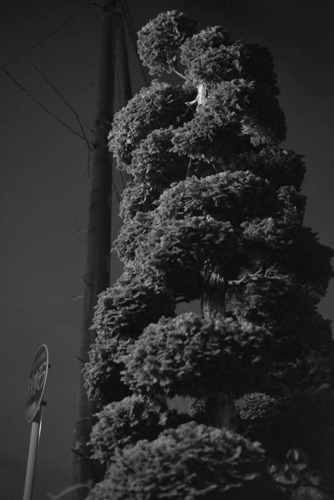 MoriNoMiyako monochrome (137)