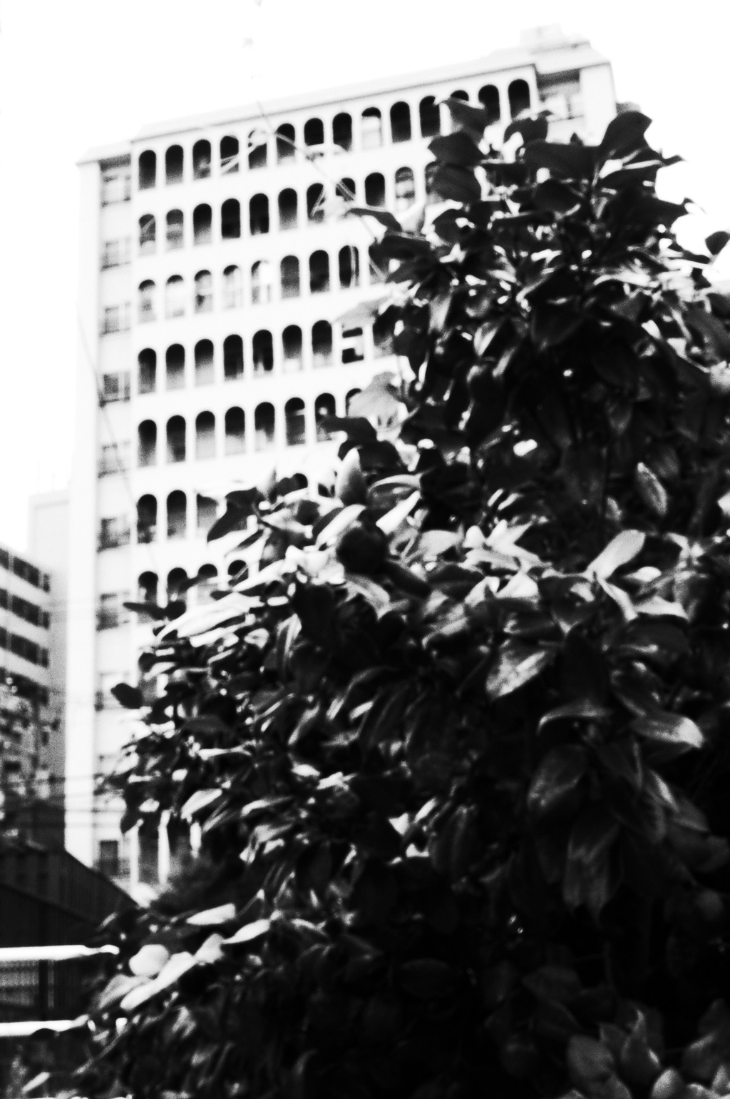 MoriNoMiyako monochrome (160)