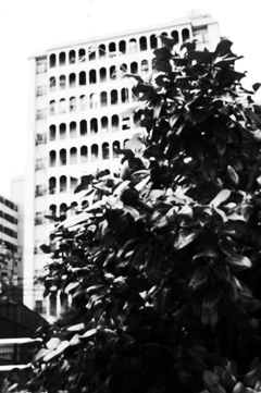 MoriNoMiyako monochrome (160)